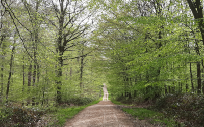 Der Wald und ich
