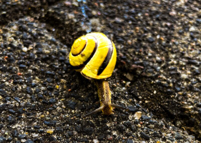 Schnecke mit Haus