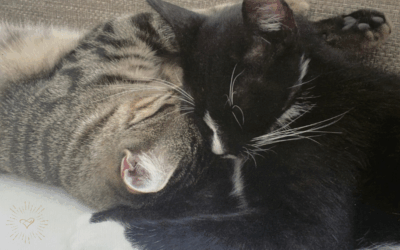 🐈⬛ Shiva & Lumi 🐈 und die Silvester ihres Lebens