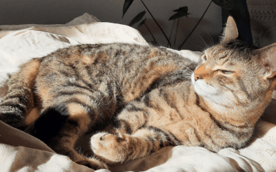 Die Seelenverkörperung von Tieren in Grace Integrity®