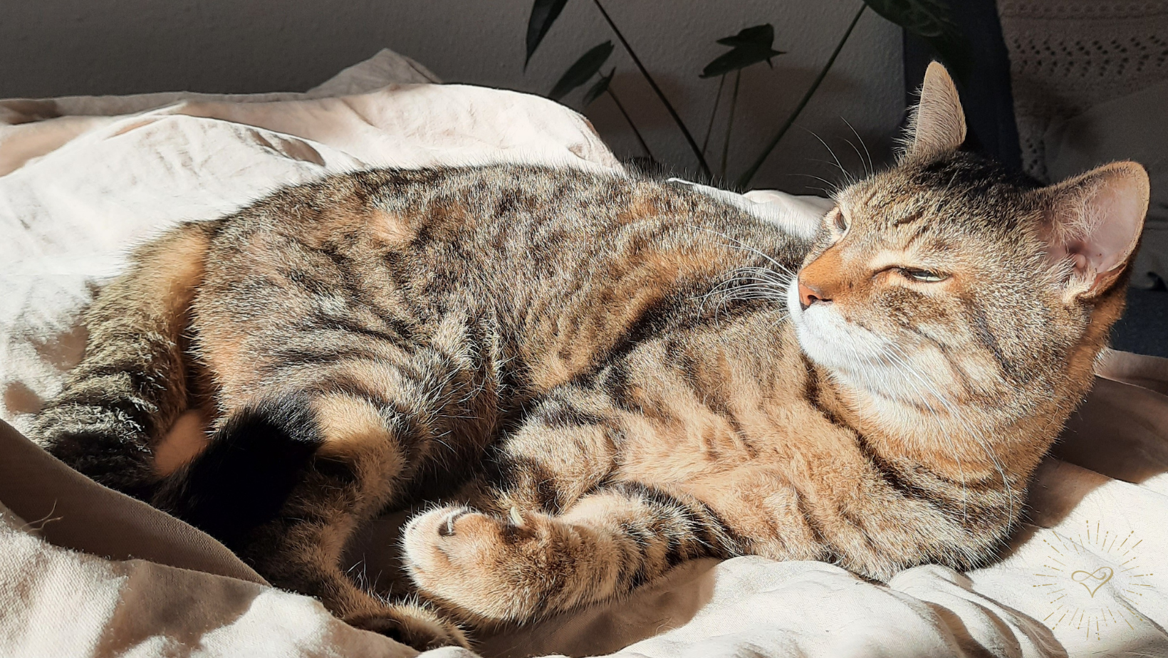 Link zum Blogbeitrag für Silvester